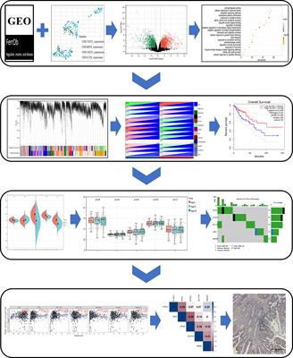 Effective prediction of potential ferroptosis critical genes in clinical colorectal cancer